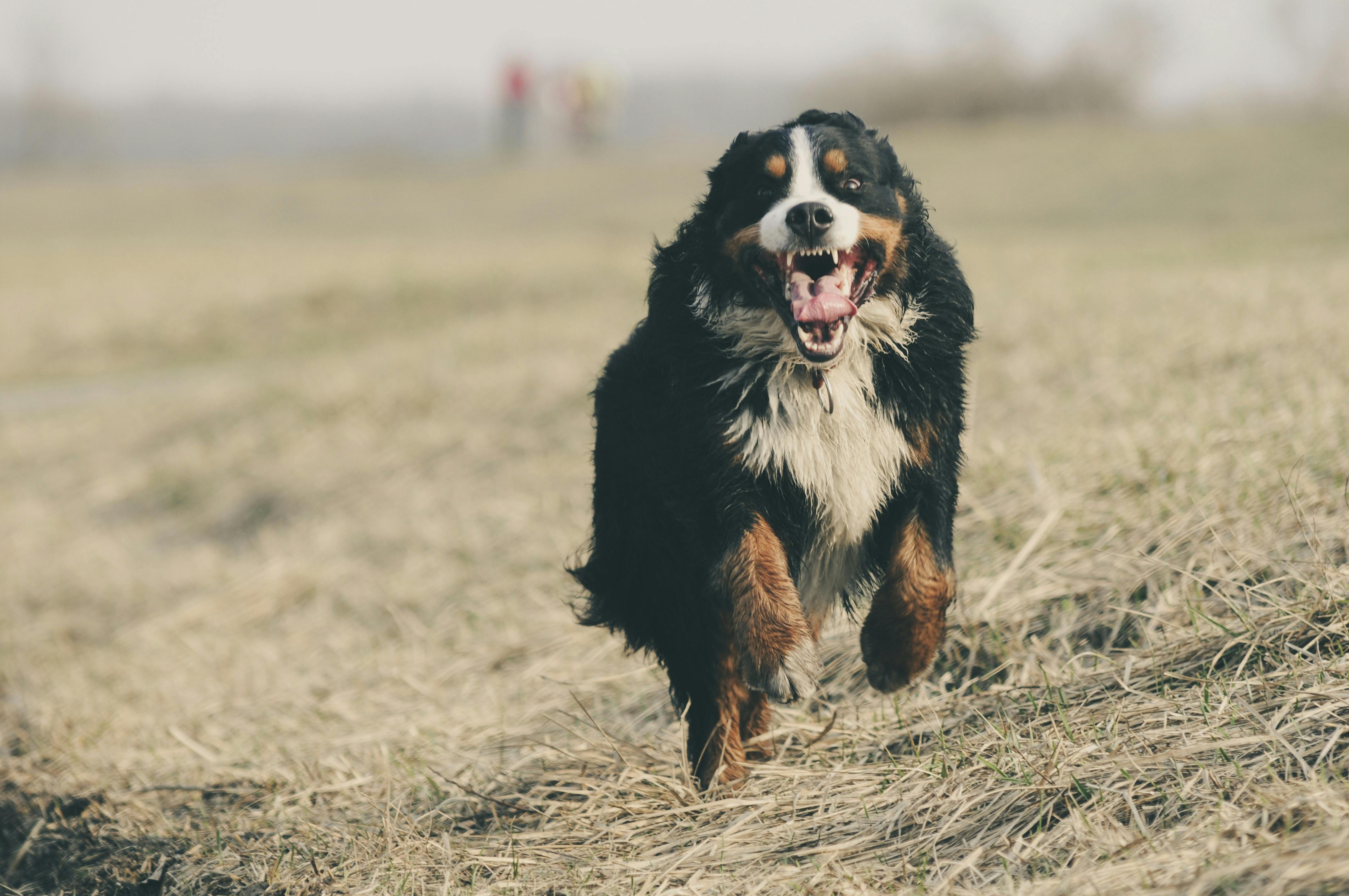 Happy dog enjoying nutritious food