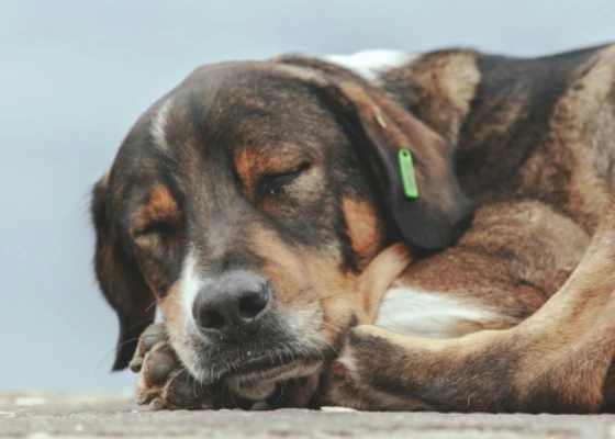 Customer testimonial for The Pet Food Man from Jenny