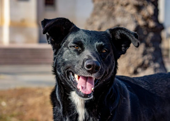 Customer testimonial for The Pet Food Man from Luke