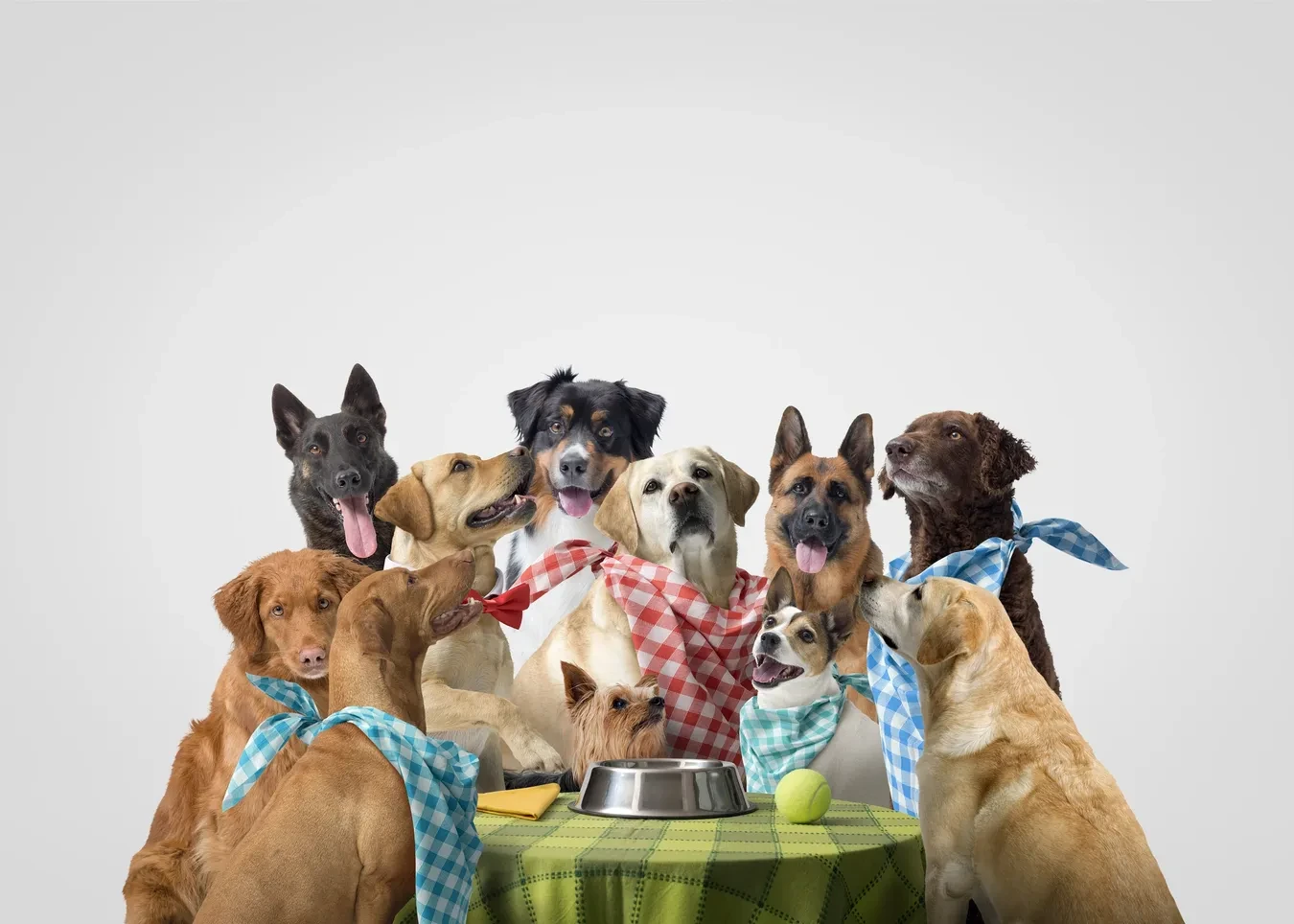Dog food recipe guide hero image for Recipes